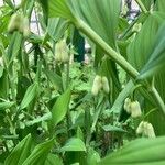 Polygonatum × hybridum Fuelha