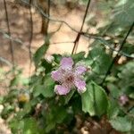Rubus ulmifolius Квітка