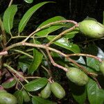 Spondias radlkoferi Fruto