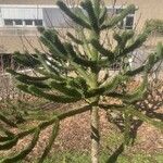Araucaria angustifolia Corteza