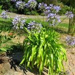 Agapanthus africanus Blüte