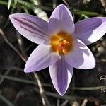 Crocus biflorus 花