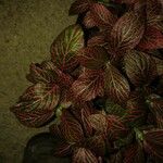 Fittonia albivenis Leht