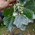 Populus alba葉