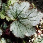 Heuchera sanguinea Levél