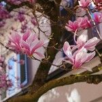 Magnolia × soulangeana Escorça