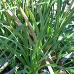 Kniphofia linearifolia Leaf