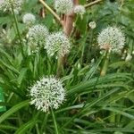 Allium omeiense Vekstform