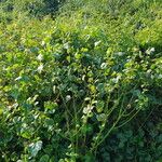 Hibiscus diversifolius Habit