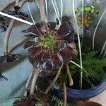 Aeonium arboreumBlatt