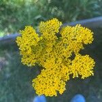 Achillea filipendulinaFlower