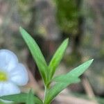 Arenaria montana 葉