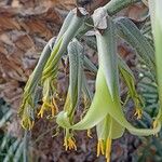 Puya mirabilis Flower