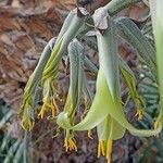 Puya mirabilis