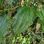 Miconia ciliata Leaf