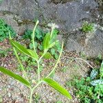 Epilobium roseum Rinde