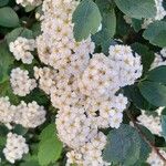 Spiraea × vanhouttei Õis