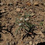 Collomia tinctoria Habitus