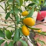 Citrus japonica Frucht