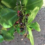 Eugenia brasiliensis Fruit