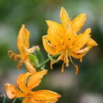 Lilium hansonii Floare