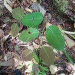 Ruptiliocarpon caracolito Leaf