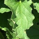Chenopodium bonus-henricus Leaf