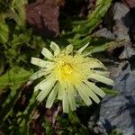 Hieracium berardianum Flor