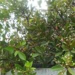 Xylocarpus granatum List