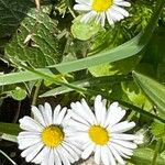 Bellis annuaFlower