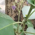 Solanum mauritianum Цветок