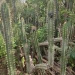 Opuntia triacanthos Flor