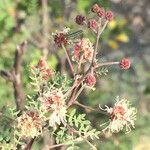 Mimosa aculeaticarpa Otro