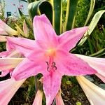 Amaryllis belladonna Flor