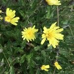Hieracium amplexicaule Blüte