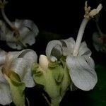 Quararibea bracteolosa Flor