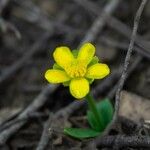 Ranunculus pygmaeus Floare