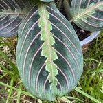 Maranta leuconeura É.MorrenBlad