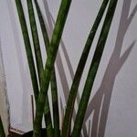 Sansevieria cylindricaFolha