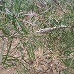 Callistemon linearis Leht