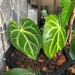 Anthurium crystallinum List