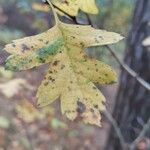 Crataegus azarolus Blatt