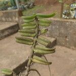 Calyptrochilum christyanum Fruto