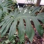 Philodendron bipinnatifidum ᱥᱟᱠᱟᱢ