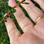 Berberis microphylla Deilen