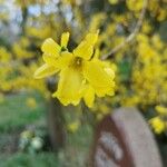 Forsythia suspensaКветка