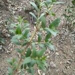 Coriaria myrtifolia Blad