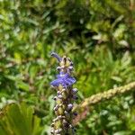 Pontederia cordataFloare