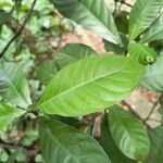 Psychotria carthagenensis Ліст