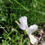 Viola calcarata Flor